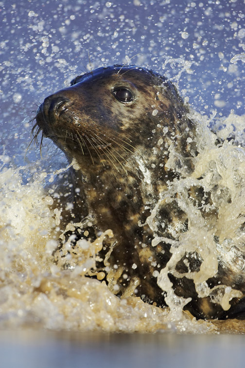 Grey Seal (Halichoerus grypus) portrait of female (cow) in breaking surf. UK. November 2005.
